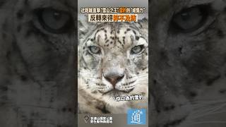 近距離直擊“雪山之王”雪豹的“威懾力”，反轉來得猝不及防 #青海 #祁連山國家公園 #雪豹 #野生動物 #野生動物保護