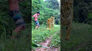 #lionhunters #tiger #animals #wildlife #nature #forest #preytrestv #lionhunter #lionhunt