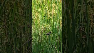 Camera test zoom 10x s25ultra #s25ultra #shorts #opticalzoom