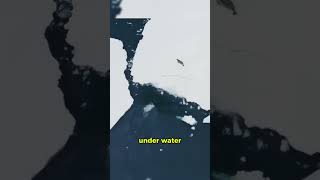 Incredible Orca Hunt