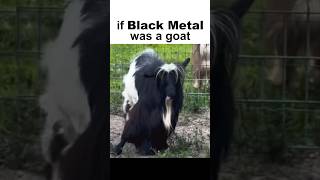 if Black Metal was a Goat 🐐 #blackmetal #metal #deathmetal #metalmemes #metalhead