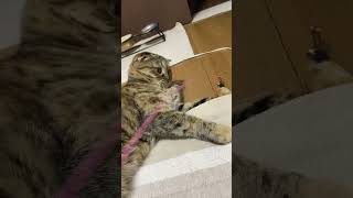 すごい顔してるなーと思って撮ってみたら！？
