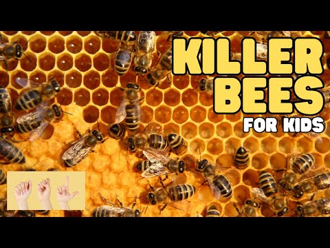 ASL Killer Bees for Kids