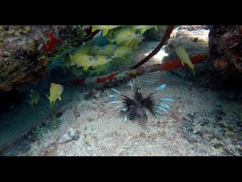 Lion Fish Video
