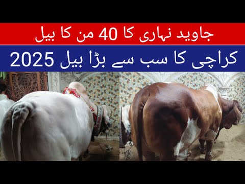 Javed Nihari Cow 2025 || Karachi biggest Cow 2025