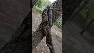 #godowndeh #shortvideo #tree#treeslove #Pinetree #pine#treelove