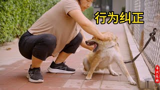 小柴犬不让梳毛还反口咬人，遇到娇娇算是碰到硬茬了\Xiaochai Dog doesn't allow grooming or biting, but when he meets Jiaojiao··