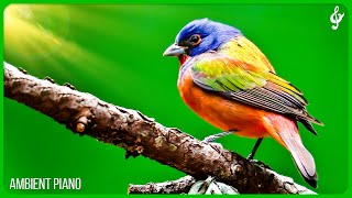 Beautiful Relaxing Music With Bird Sounds 🦜 Piano Music, Positive Energy For Morning, Study and Wo
