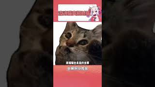 招财猫#萌宠 #猫咪 #万万没想到 #萌宠 #流浪猫