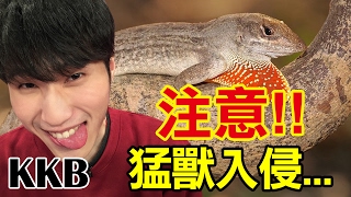 《恐怖的外來種，生物入侵到底會造成什麼問題？》 │ 酷酷兄弟 生活大爆炸