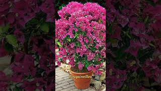 #plants #plantlover #plantcare #trending #viral #flowers #lowmaintenanceplants #flowers #mygarden
