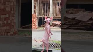 #funny #studywithmeandmycat #catcomedy #dance #catentertainment #comedy #catvideos #cat