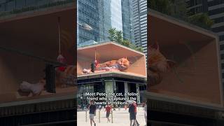 Meet Petey the Cat in the city. #cat #catvideos #viral #shorts #cute #fyp #gingercats #tokyo