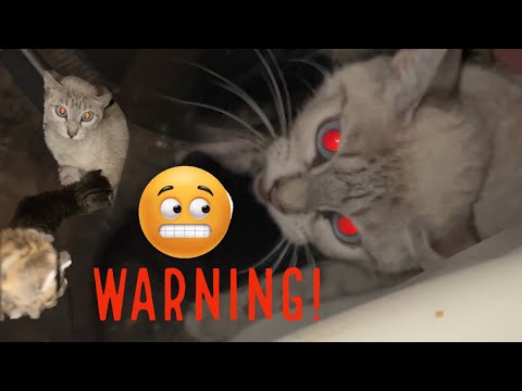 Angry Cat Won’t Let Me Help | Hisses and Attacks Scary Noises