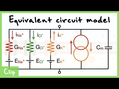 Equivalent Circuit Model Of The Neuron Explained (Capacitance, Resistance, Driving force) | Clip