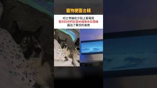 寵物梗圖合輯 #搞笑 #有趣 #迷因