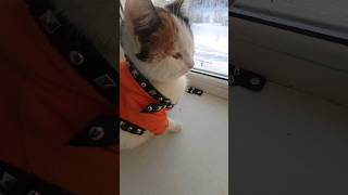 Cat #2024 #cats #shorts