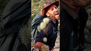 How the Jumping Cholla Cactus Catches You Off Guard #facts #cactus