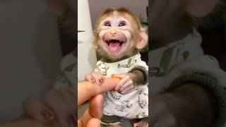 A baby monkey chowing down on something tasty and grinning is just so darn cute.🥰