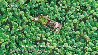 航拍中国：山东省微山湖风景Aerial China Scenery of Weishan Lake in Shandong Province