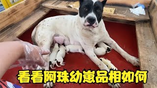 杀人犬阿珠生产七只幼崽，不幸伤亡一只，看看其他幼崽品相如何