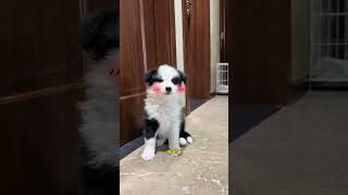 一顿糖衣炮弹就沦陷了！ #动物#边牧#萌宠#宠物#animals#cute#funny#pets
