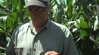 Gene Schendt Corn Field.m4v