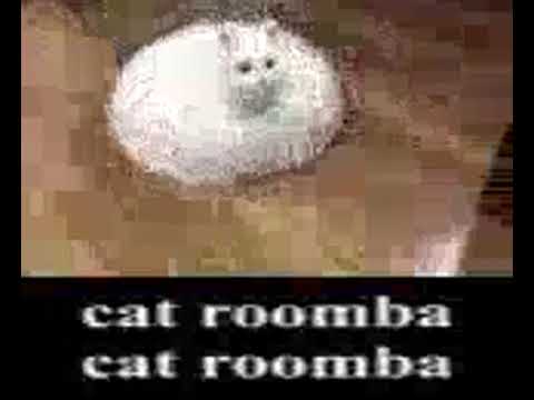 cat roomba