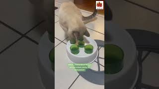 Catit Digger #catit #catitindia #digger #catitproducts #brandedproducts #maplepets #madeinmalaysia