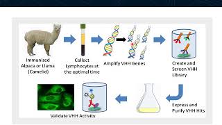 Anti-Alpaca IgG and VHH domain Secondary Antibodies