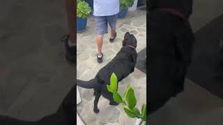 Helping out my best friend #mailman #blacklab #labrador #cruztheblacklab