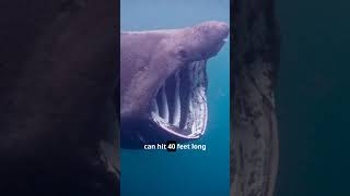 From Silent Killers to Gentle Giants #thewolfoflegacy #sharkweek #viral #fyp