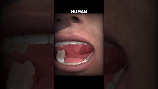 Animals, with the most teeth! 💀🤯 #Shorts #Animals #Biology #Science #Teeth