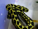 Morelia Spilota Cheynei - Jungle Carpet Python
