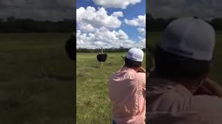 Chicken for Dinner #ostrichhunting #ostrich #headshot #headshotsdotcom #jagd #jakt #chickenrecipe