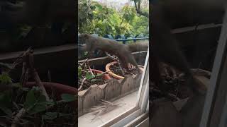 2 WEEKS IN KUNMING JUST CHILLING | 昆明休闲游2025.5.