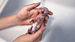 Stray cat gives birth to lifeless kitten, girl persists in rescue, tiny life miraculously comes back