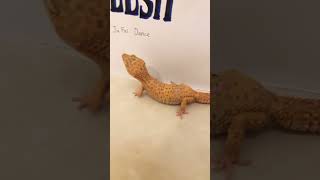 可愛動物的日常：sheesh #blackpink #cover #speedsong #kpop #アクアリウム #妙蛙種子 #我是田小恩 #gecko #kpopcover #cute ￼