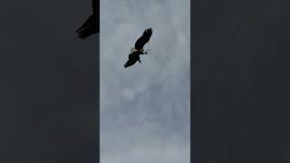 Watching Lincoln fly through the stadium never gets old #shorts