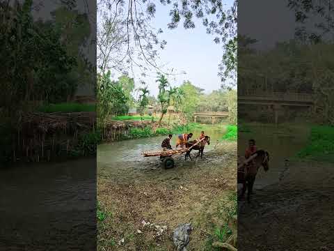 খুব অল্প টাকায় ঘোড়া তুলসীপুর বাজার ঘোড়ার হাট, জামালপুর।
