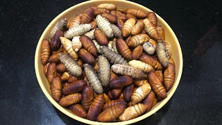 এড়ী লেটা সিজালোঁ | Vocal for Local | Age Old Tradition | How to Collect & Clean Eri Cocoon