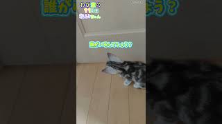 先住の気配[我が家の猫あめちゃん]11日目