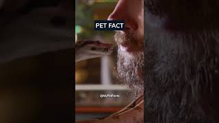 How would you name a snake? #snakes #petsnake #snakepet #snake
