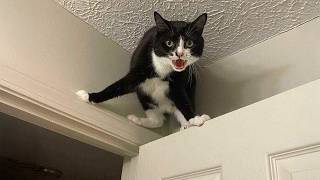 Cat Agent on a Mission 😂 Funniest Cats Videos 2025