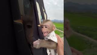 Pili monkey #monkeys #monkey #cute #haveitoldyoulatelythatiloveyou
