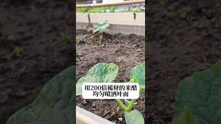 黃瓜種植，醋的妙用#黃瓜 #黃瓜管理 #黃瓜高產 #黃瓜種植