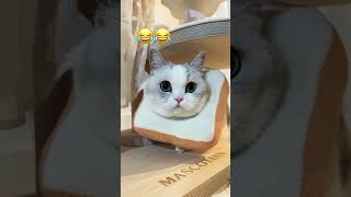 Funny 🤣 #cat #pets #kitten #貓跳台 #貓眼觀察室 #music #recommended #animals #foryou
