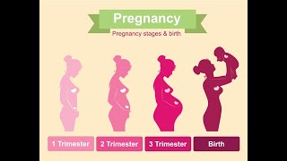 Fetus Development Week by Week /// 1st Trimester ///