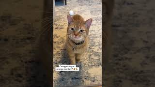 diminta sama kucing #inioko #lucu #jawakomedi #comedymemes #comedy #javacomedy #funnymemes