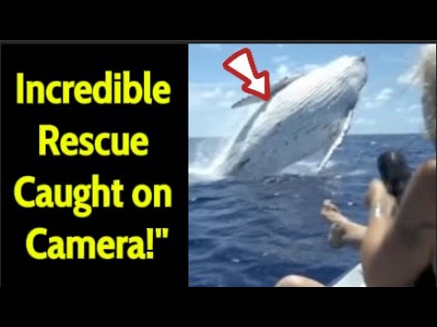 Discover how a humpback whale risked it all to save a diver from a deadly shark attack